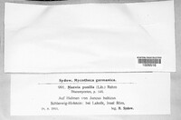 Hysteropezizella pusilla image